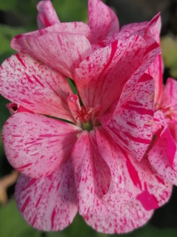 Eomecon chionantha, foto 5