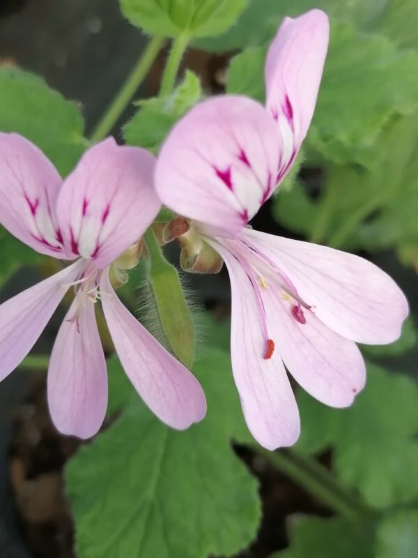 Eomecon chionantha, foto 9