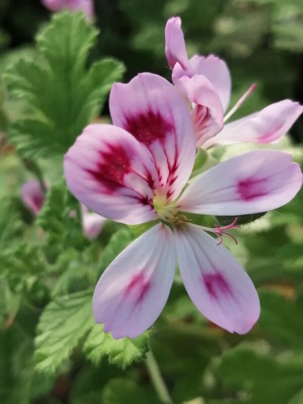 Eomecon chionantha, foto 10