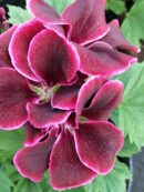 Pelargonium Regal Don Bliss