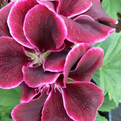 Pelargonium Regal Don Bliss