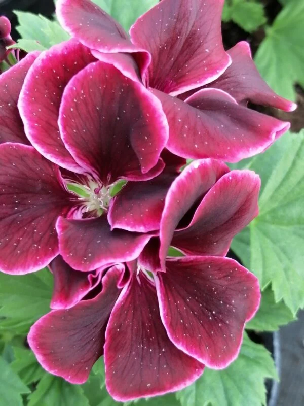 Pelargonium Regal Don Bliss, pianta da esterno