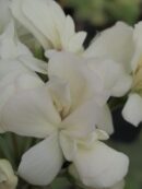 Pelargonium Botham's Surprise