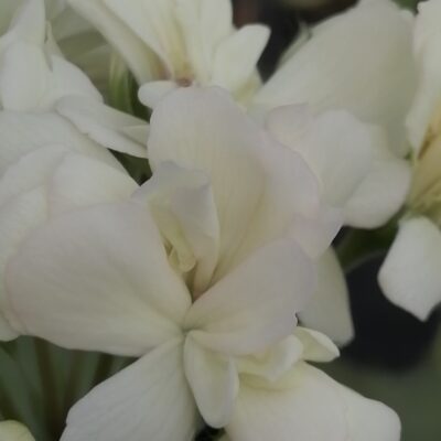 Pelargonium Botham's Surprise