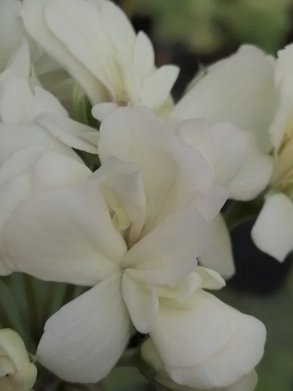 Pelargonium Botham’s Surprise, pianta da esterno