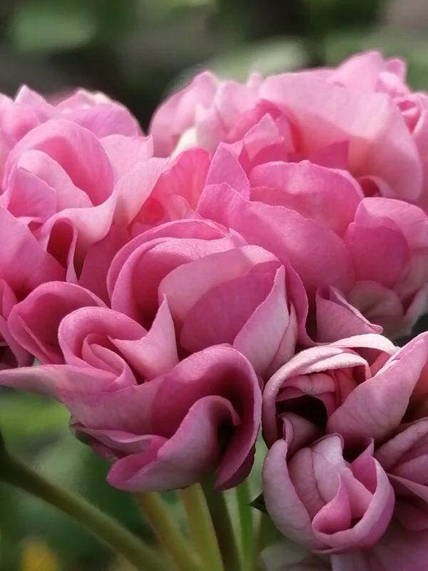 Pelargonium Sweet Jess, pianta da esterno