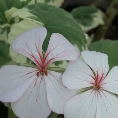 Pelargonium Mrs Mappin