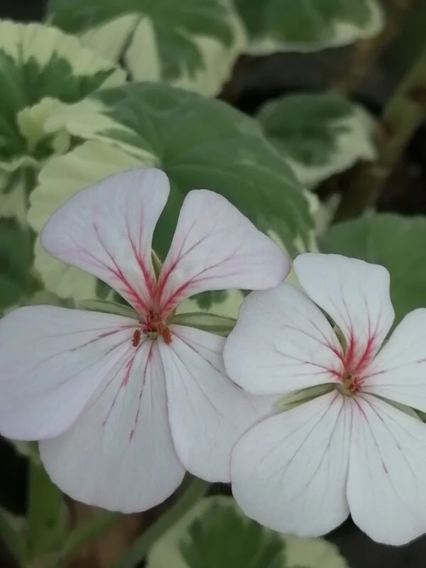 Pelargonium Mrs Mappin, pianta da esterno
