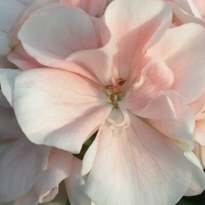 Pelargonium Marbacka