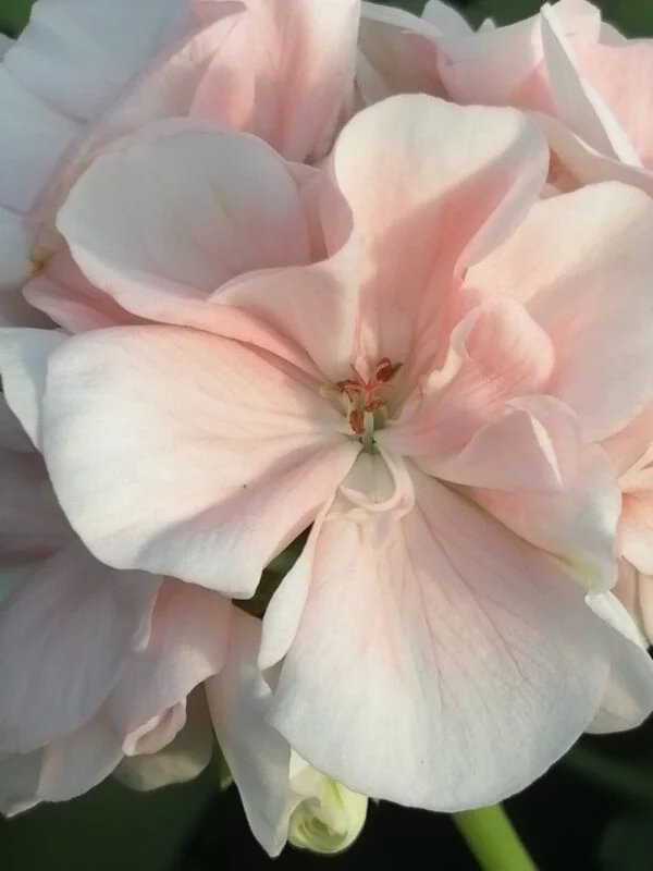 Pelargonium Marbacka, pianta da esterno