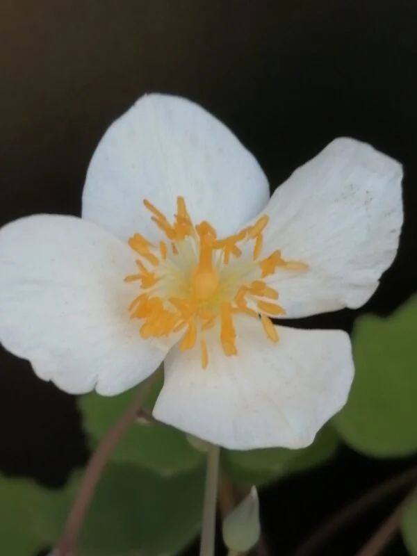 Eomecon chionantha, foto 2