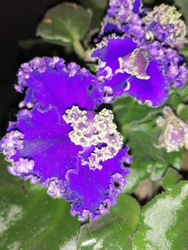 Saintpaulia ionantha Dark Blue Curly, foto 2