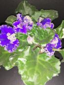 Saintpaulia ionantha Dark Blue Curly
