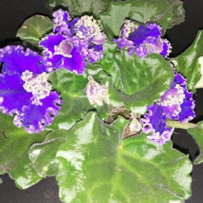 Saintpaulia ionantha Dark Blue Curly