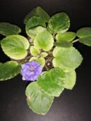 Saintpaulia ionantha hyb