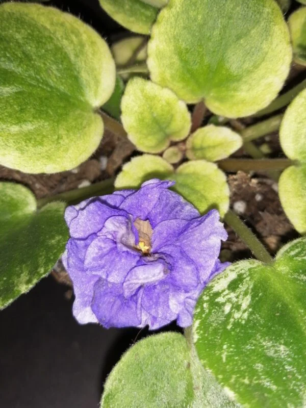 Saintpaulia ionantha hyb, foto 2