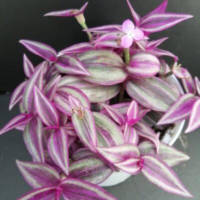 Tradescantia Pink Paradise