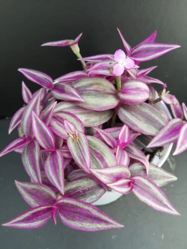 Tradescantia Pink Paradise, pianta da interno