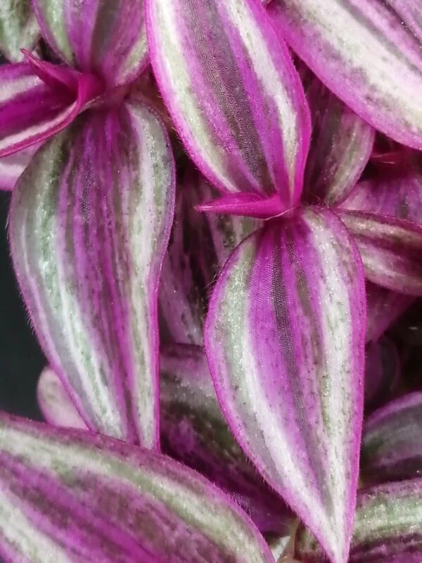 Tradescantia Pink Paradise, foto 4