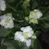 Saintpaulia ionantha White and green Curly, pianta da interno