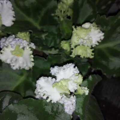 Saintpaulia ionantha White and green Curly