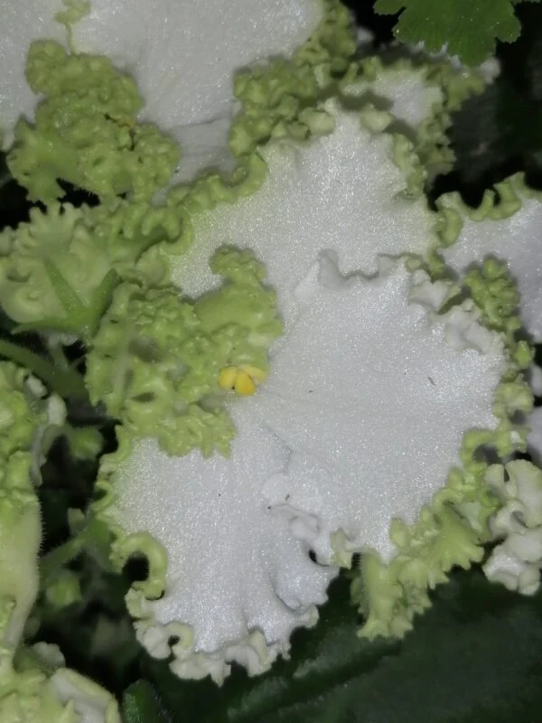 Saintpaulia ionantha White and green Curly, foto 2