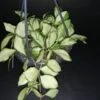Hoya heuschkeliana variegata, pianta da interno