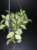 Hoya heuschkeliana variegata