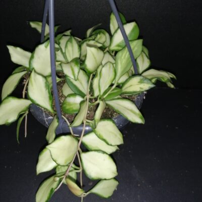 Hoya heuschkeliana variegata