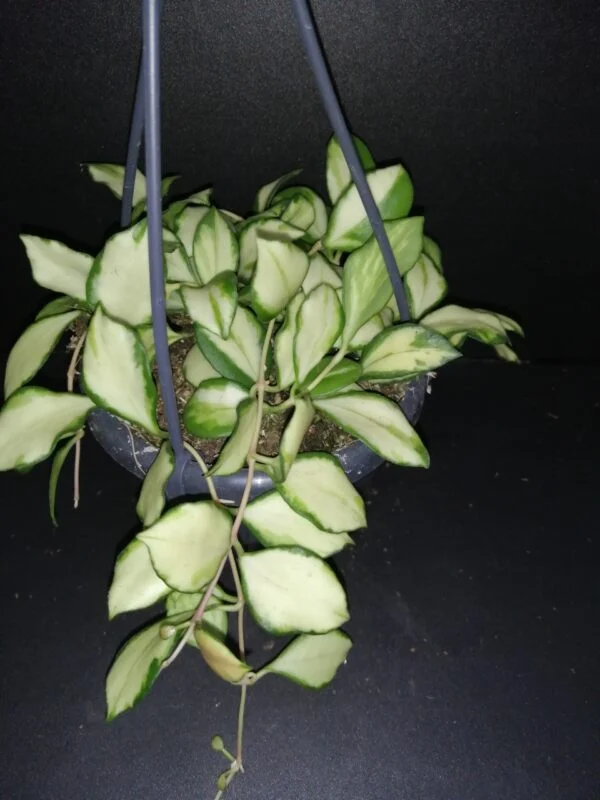 Hoya heuschkeliana variegata, pianta da interno