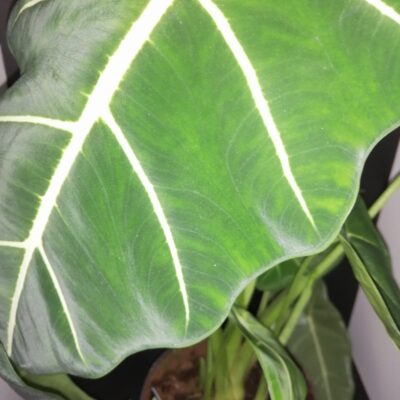 Alocasia micholitziana frydek