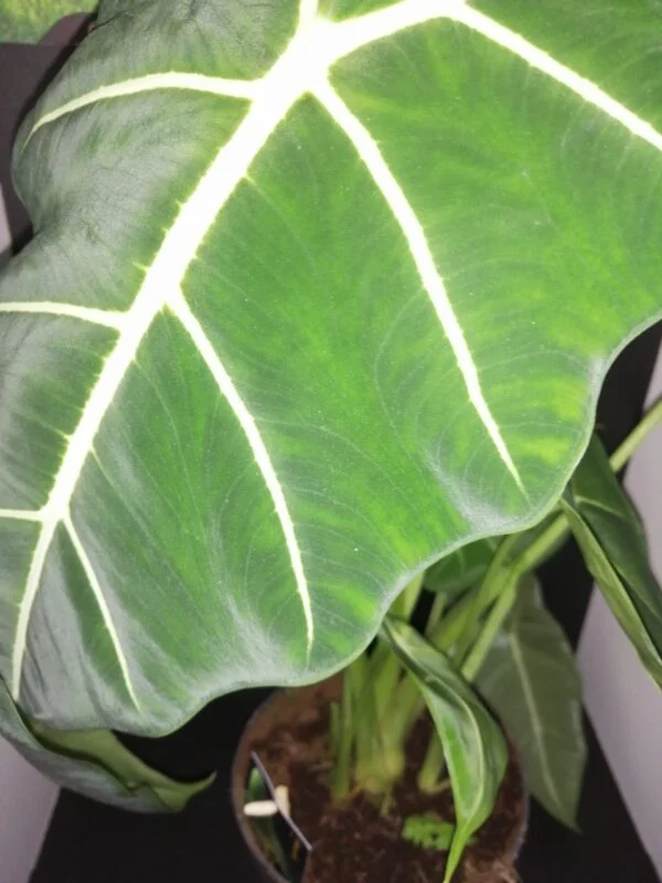 Alocasia micholitziana frydek, foto 3