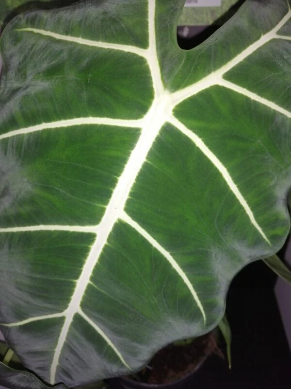 Alocasia micholitziana frydek, foto 2