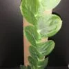 Raphiodophora celatocaulis , sin. r. korthalsii, pianta da terrario