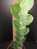 Raphiodophora celatocaulis , sin. r. korthalsii