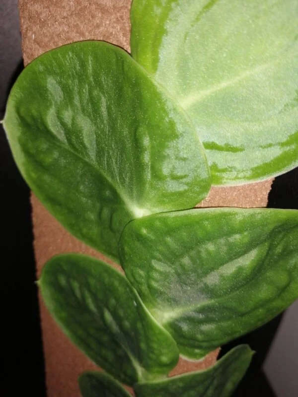 Rhaphidophora celatocaulis, sin. r. korthalsii, foto 2
