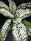 Aglaonema White Kiwi