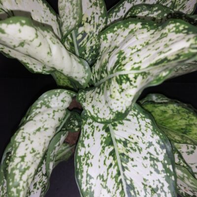 Aglaonema White Kiwi