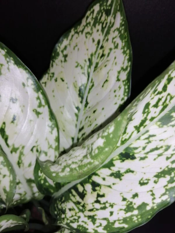 Aglaonema White Kiwi, foto 2
