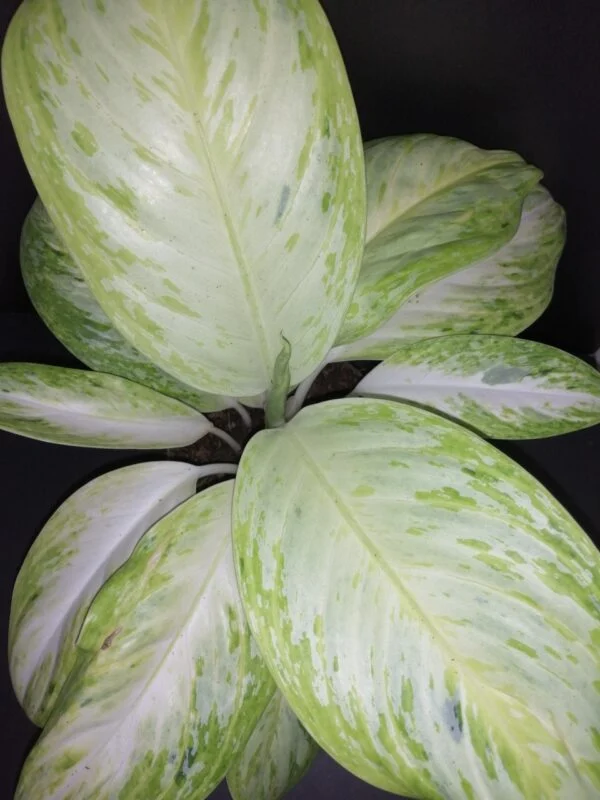 Aglaonema Arctic Lime, foto 3