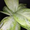 Aglaonema Arctic Lime, pianta da interno
