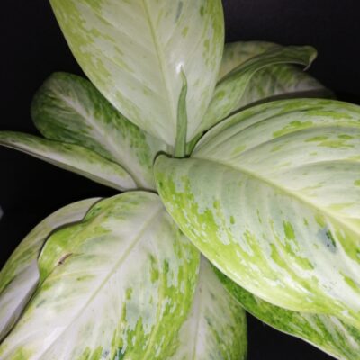 Aglaonema Arctic Lime
