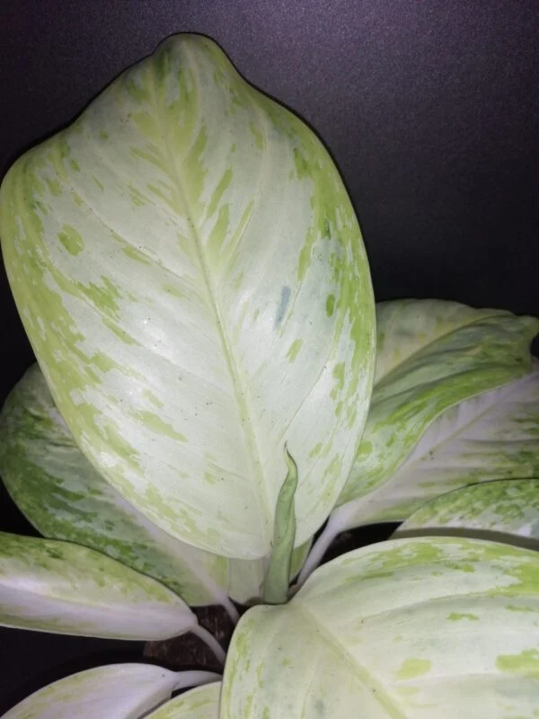 Aglaonema Arctic Lime, foto 2