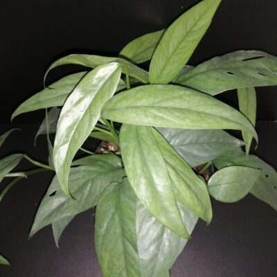 Philodendron Cebu Blue