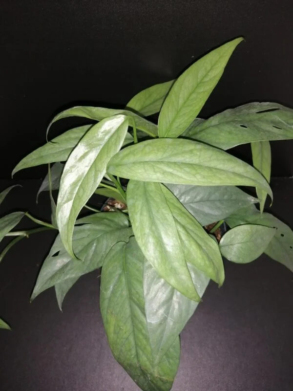 Philodendron Cebu Blue, pianta da interno
