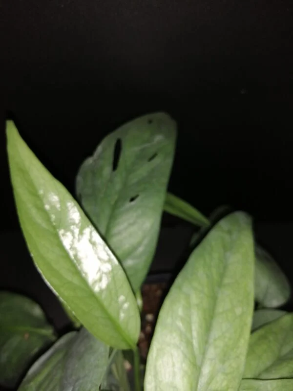 Philodendron Cebu Blue, foto 3