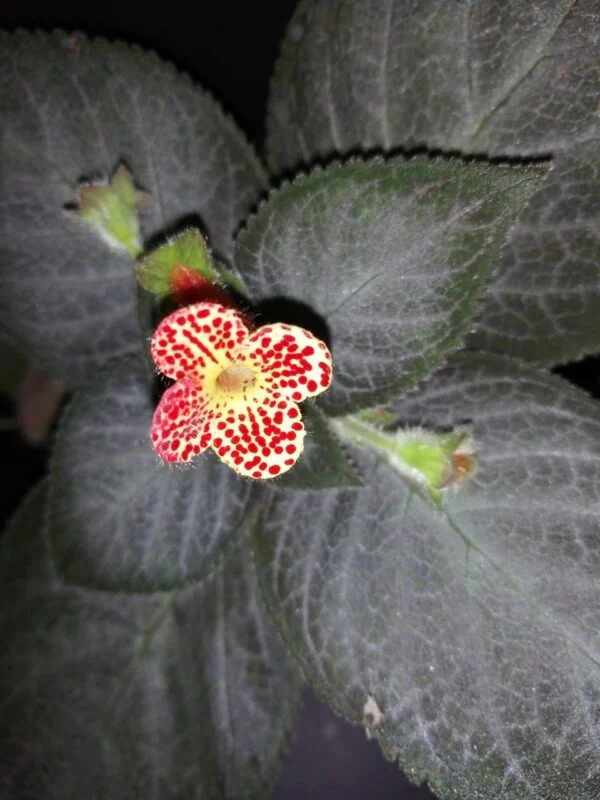 Kohleria Silver Feather, pianta da interno