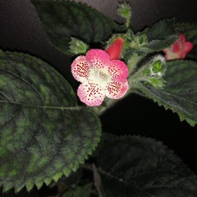 Kohleria Fenix Lima