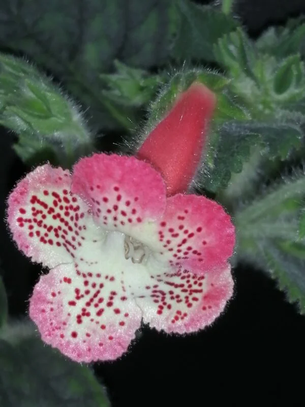 Kohleria Fenix Lima, foto 2