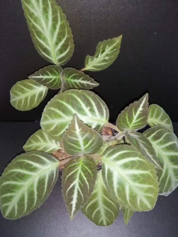 Gloxinella lindeniana, foto 2